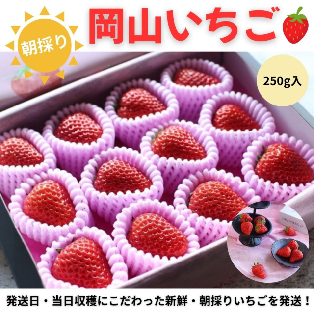 【2026年1月中旬~4月中旬発送】朝採り!岡山県産いちご 約250g